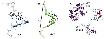 Structural Transition States Explored With Minimalist Coarse Grained Models: Applications to Calmodulin